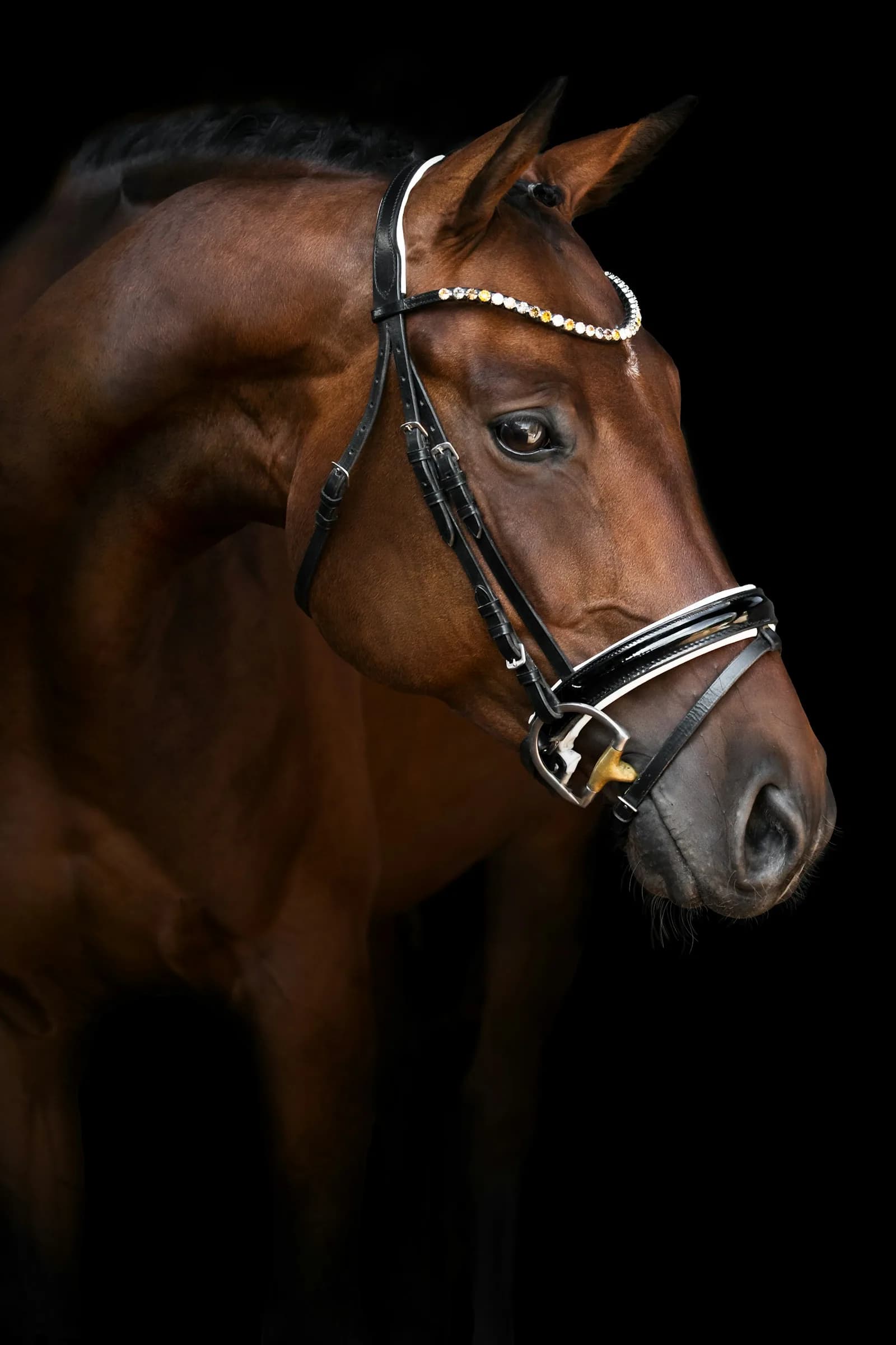 Close portrait of a bridled bay horse against a dark background